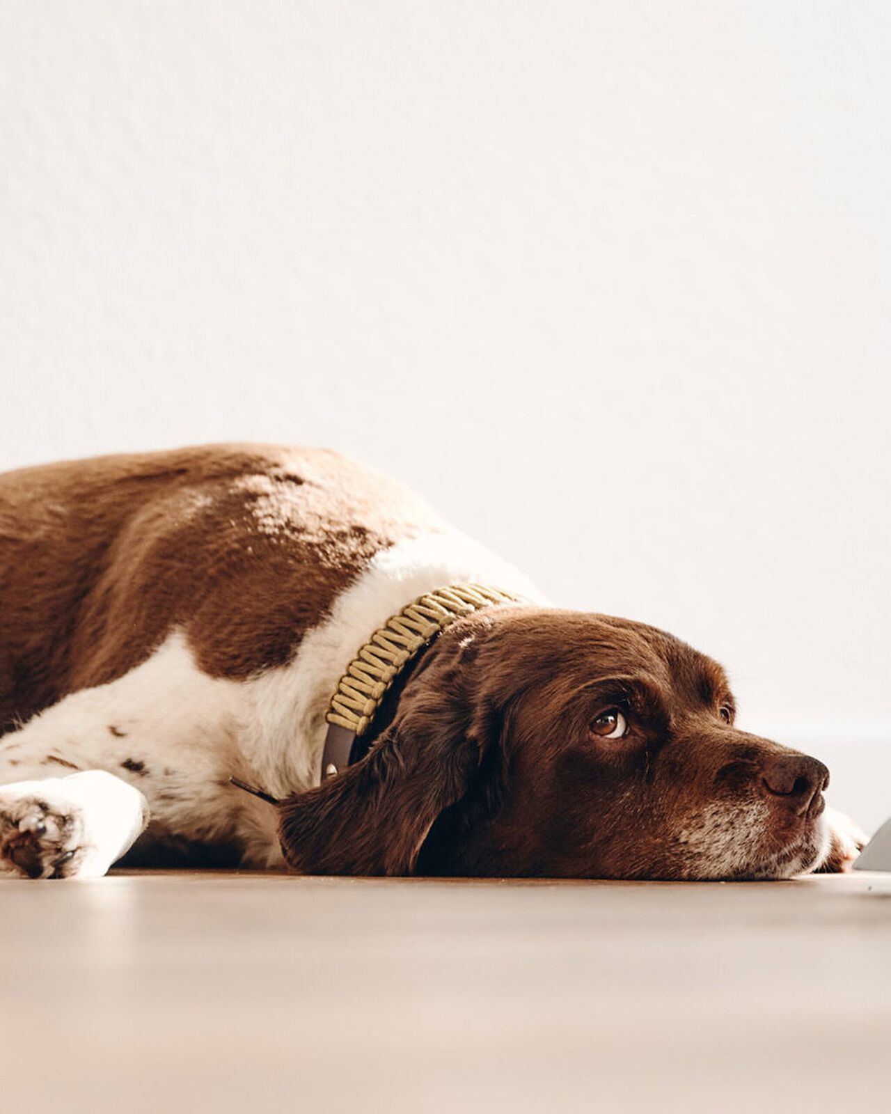 Brauner und wei&szlig;er Hund mit Halsband liegt auf hellem Untergrund.
